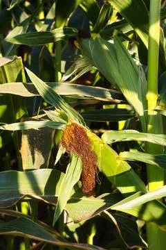 Extensive fields of corn to be harvested and fed to the population Stock Photos