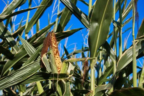 Extensive fields of corn to be harvested and fed to the population Stock Photos