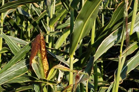 Extensive fields of corn to be harvested and fed to the population Stock Photos