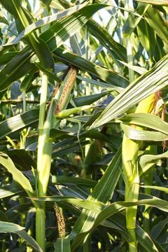 Extensive fields of corn to be harvested and fed to the population Stock Photos