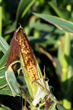 Extensive fields of corn to be harvested and fed to the population Stock Photos