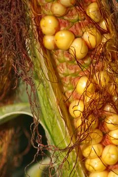 Extensive fields of corn to be harvested and fed to the population Stock Photos