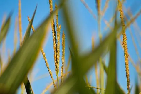 Extensive fields of corn to be harvested and fed to the population Stock Photos