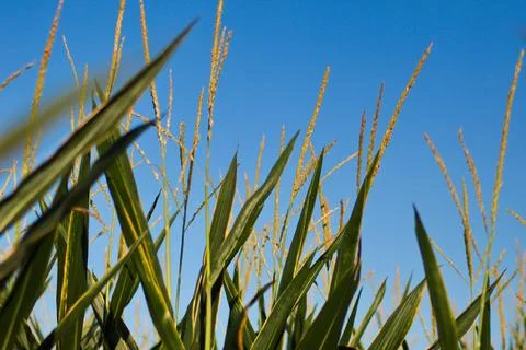 Extensive fields of corn to be harvested and fed to the population Stock Photos