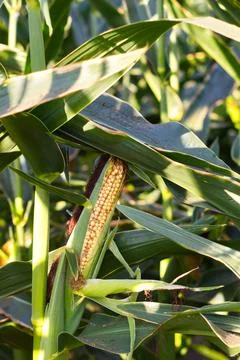 Extensive fields of corn to be harvested and fed to the population Stock Photos