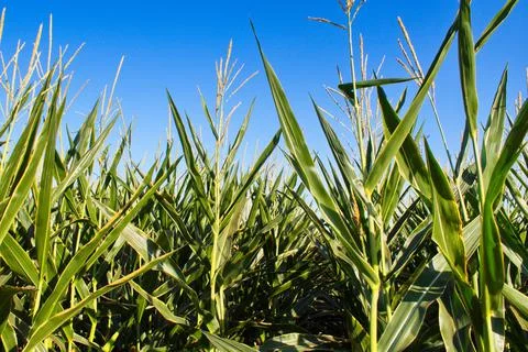 Extensive fields of corn to be harvested and fed to the population Stock Photos