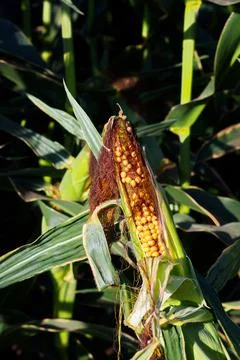 Extensive fields of corn to be harvested and fed to the population Stock Photos