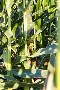 Extensive fields of corn to be harvested and fed to the population Stock Photos