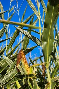 Extensive fields of corn to be harvested and fed to the population Stock Photos