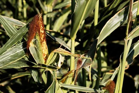 Extensive fields of corn to be harvested and fed to the population Stock Photos