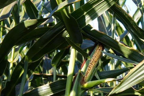 Extensive fields of corn to be harvested and fed to the population Stock Photos