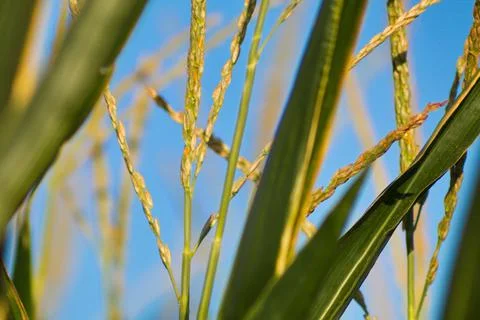Extensive fields of corn to be harvested and fed to the population Stock Photos