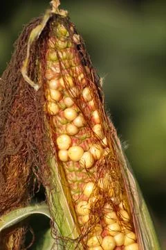 Extensive fields of corn to be harvested and fed to the population Stock Photos