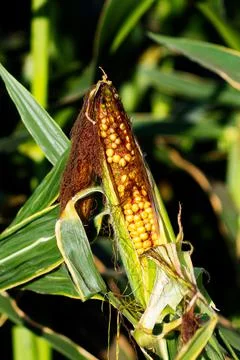 Extensive fields of corn to be harvested and fed to the population Stock Photos
