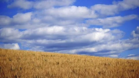 An extensive golden cornfield under a sky full of impressive cloud formations, Stock Photos