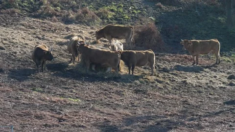 Extensive livestock Видео 168944279