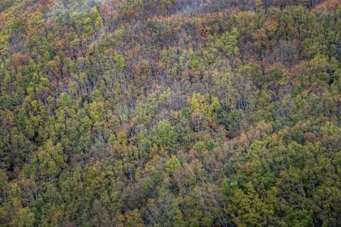 Extensive mixed Forest of various Deciduous species Stock Photos
