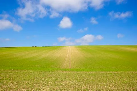 Extensive pea crop Foto stock