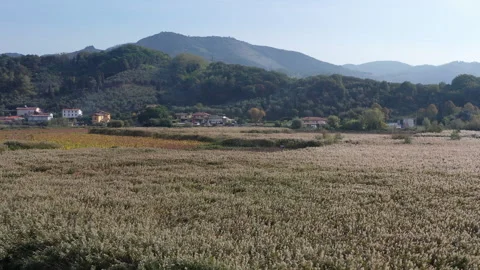 Extensive reed beds of Phragmites australis at the Lipu Massaciuccoli Oasis in L Stock Footage 331526175