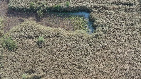 Extensive reed beds of Phragmites australis at the Lipu Massaciuccoli Oasis in L Stock Footage 331526205