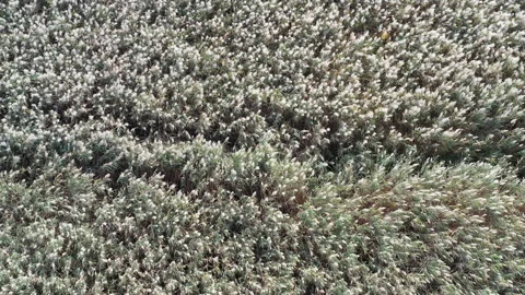 Extensive reed beds of Phragmites australis at the Lipu Massaciuccoli Oasis in L Stock Footage 331526357