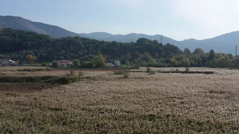 Extensive reed beds of Phragmites australis at the Lipu Massaciuccoli Oasis in L Stock Footage 331542869