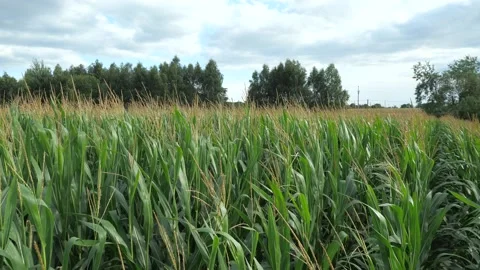Extensive rich corn fields, overview. Green farm fields, agricultural landscape. Stock Footage 161697728