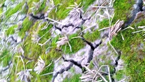 Extensive roaming, paddy fields or broken fields Video stock 133592432