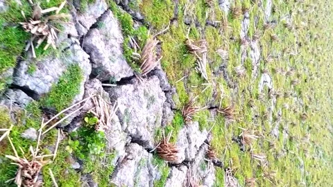 Extensive roaming, paddy fields or broken fields Video stock 133592519