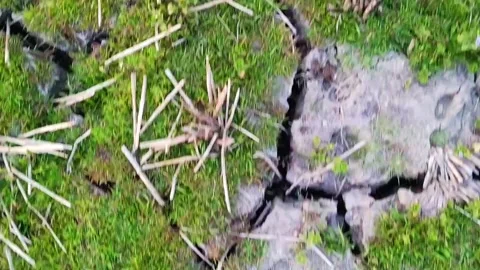 Extensive roaming, paddy fields or broken fields Video stock 133592868