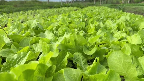 Extensive romaine lettuce fields stretch across farm territory, showing Video stock 331725810