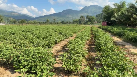 Extensive rows of round eggplants occupy a large cultivated field across rolling Stock Footage 338000676