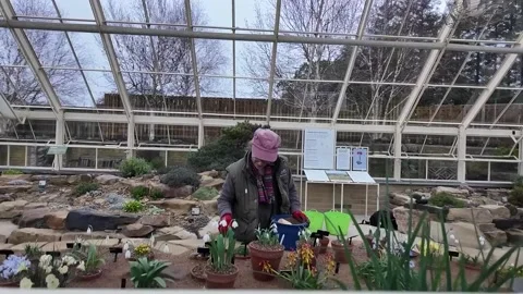 Extensive snowdrop collection goes on display at RHS Harlow Carr Stock Footage 328353325