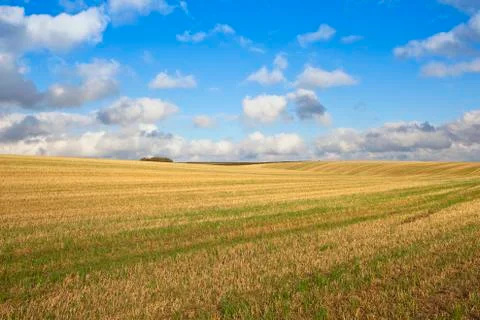 Extensive straw stubble Stock Photos