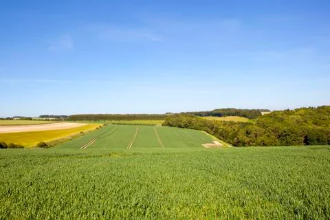 Extensive wheat fields Stock Photos