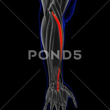 Extensor Carpi Radialis Brevis Muscle Anatomy For Medical Concept 3D ...