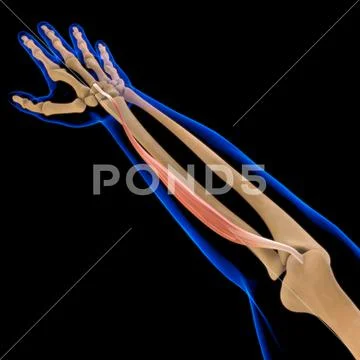 Extensor Carpi Radialis Brevis Muscle Anatomy For Medical Concept 3D ...