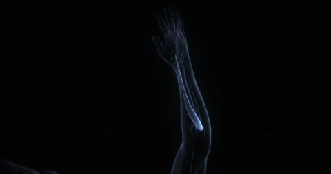 Extensor carpi radialis longus muscle in human body. X Ray. Loop Stock Footage 340339931