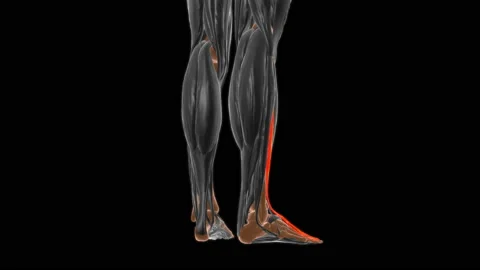 Extensor digitorum longus Muscle Anatomy For Medical Concept 3D Vídeo Stock 161176397