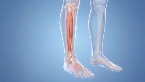 Extensor digitorum longus muscle anatomy and function in human legs Stock Footage 346483702