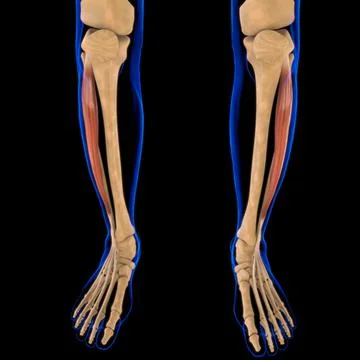 Extensor Digitorum Longus Muscle Anatomy For Medical Concept 3D Illustration Stock-Illustration