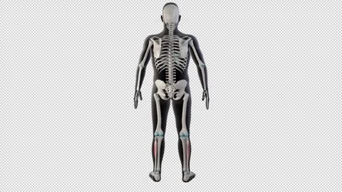 Extensor Digitorum Longus  Muscles on Whole Human Body 스톡 동영상 299552806