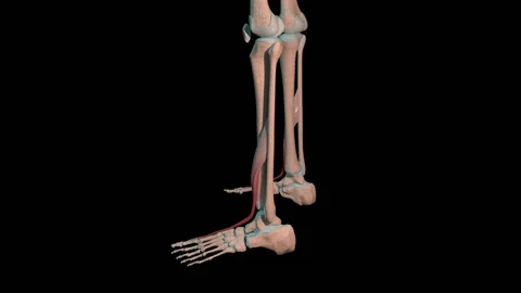 Extensor Hallucis Longus Muscles Full Roration Loop Stock Footage 144600520
