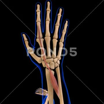 Extensor Indicis Muscle Anatomy For Medical Concept 3D Illustration ...