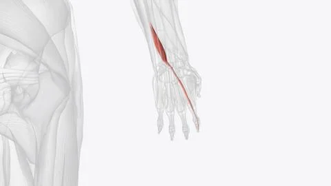 The extensor indicis is a muscle within the deep compartment of the posterior Stock Illustration