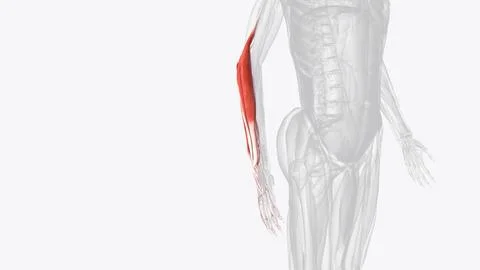 Extensor muscles of right forearm Stock Illustration