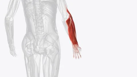 Extensor muscles of right forearm Stock Illustration