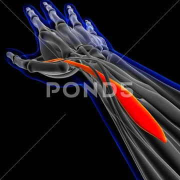 Extensor Pollicis Brevis Muscle Anatomy For Medical Concept 3D ...