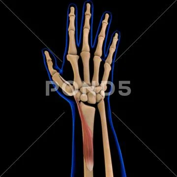 Extensor Pollicis Brevis Muscle Anatomy For Medical Concept 3D ...