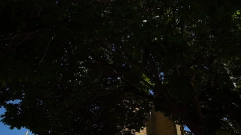 Exterior of Brick Dome and Tree Stock Footage 100861453